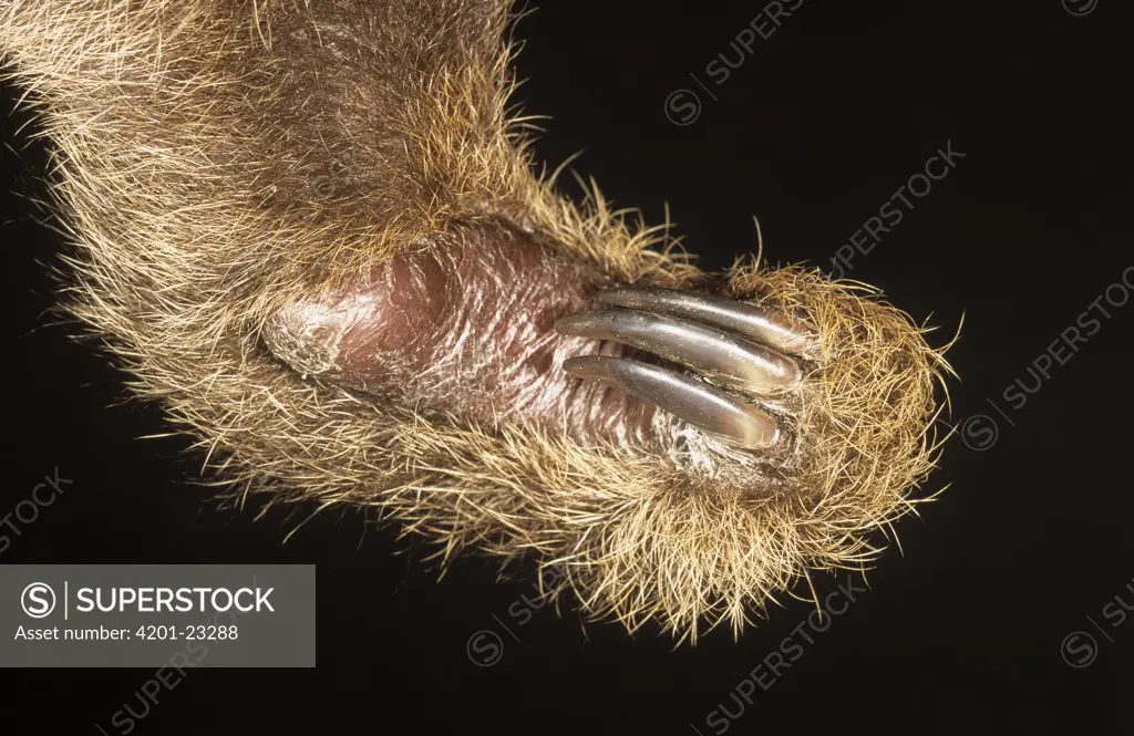 Hoffmann's Two-toed Sloth (Choloepus hoffmanni) detail of claws and foot