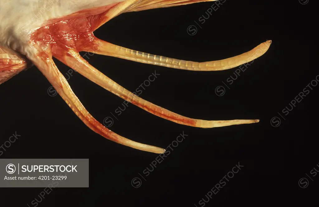 Tub Gurnard (Trigla lucerna) close up detail of fin