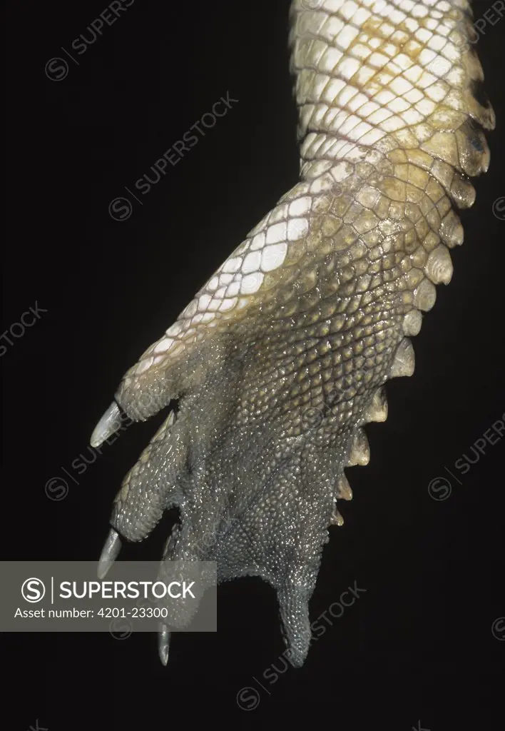 Freshwater Crocodile (Crocodylus johnstoni) close up detail of foot and claws