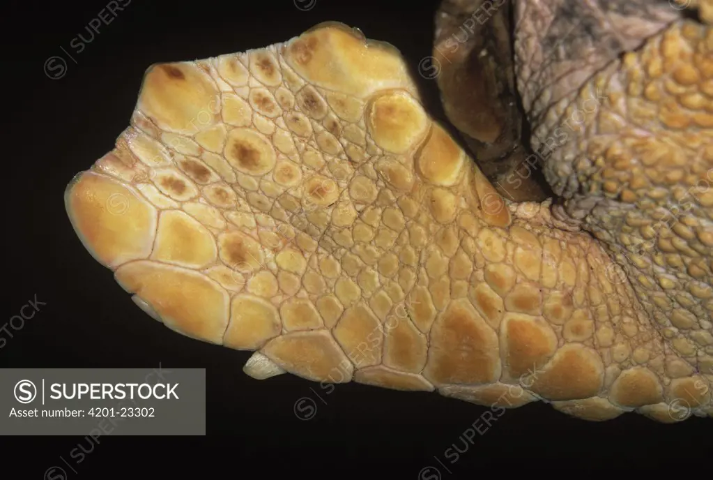 Loggerhead Sea Turtle (Caretta caretta) endangered, close up of flipper