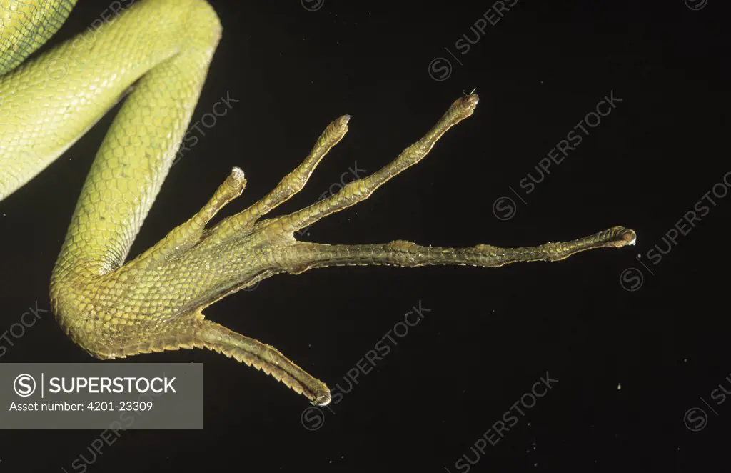 Green Basilisk (Basiliscus plumifrons) close up of hind foot with long toes