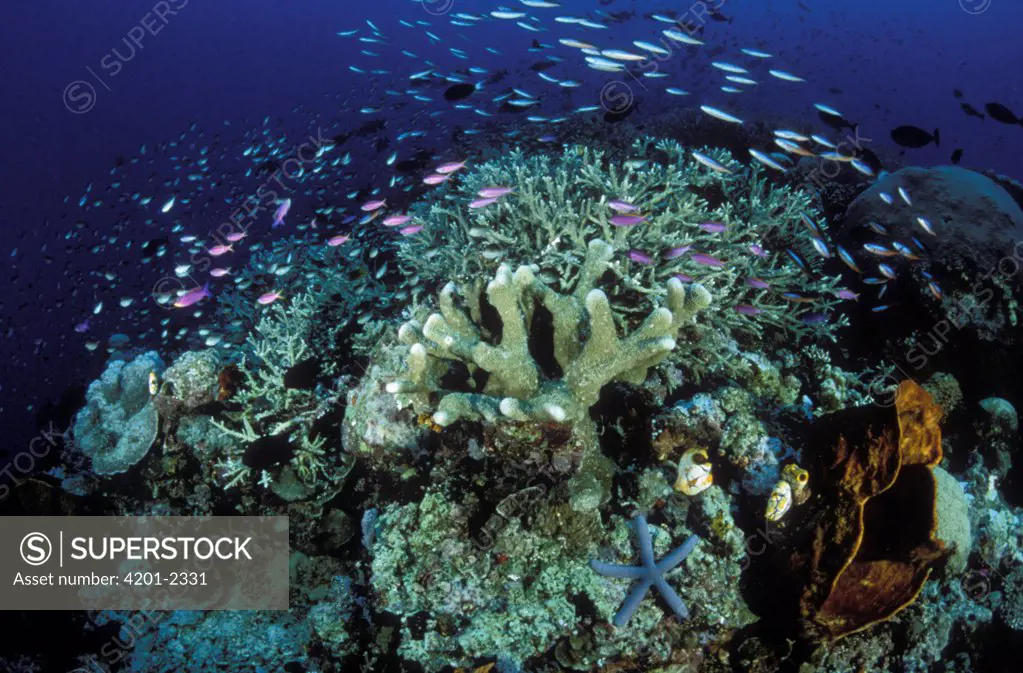 Variety of small reef fish swimming in the currents above a Hard Coral reef with Sponges, Ascidians, and a blue Sea Star, Manado, North Sulawesi, Indonesia