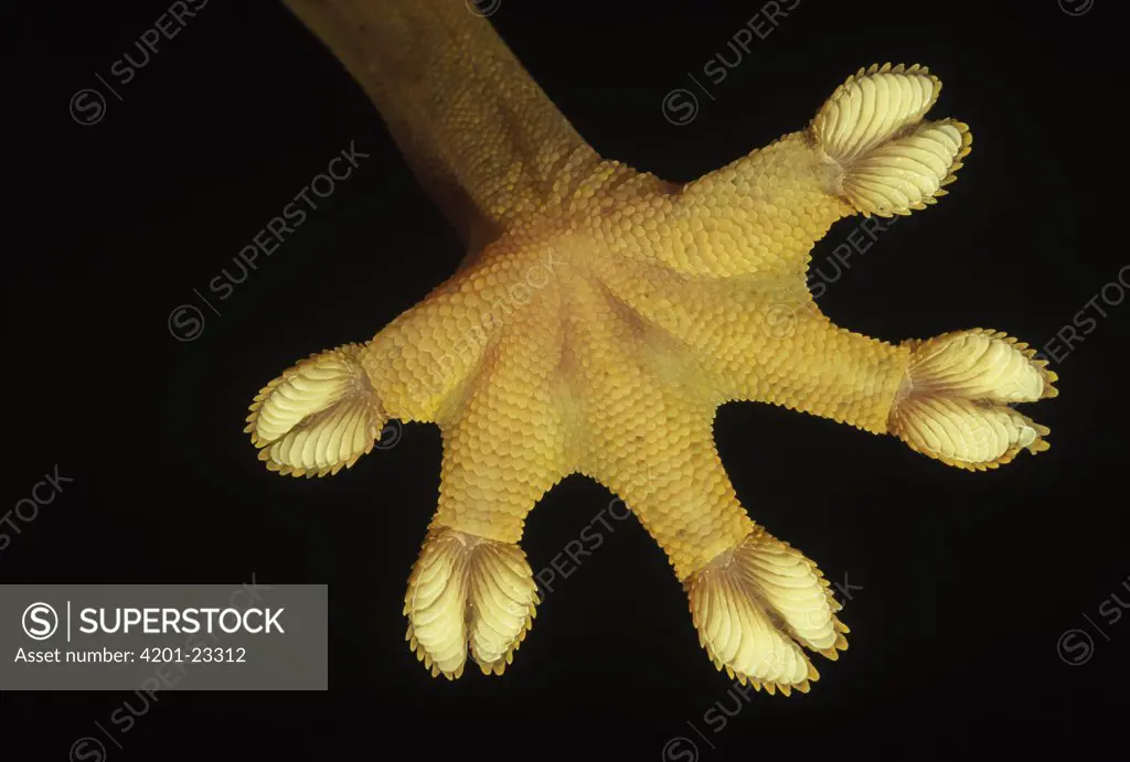 Lined Flat-tail Gecko (Uroplatus lineatus) underside detail of foot with scales that have natural adhesive properties
