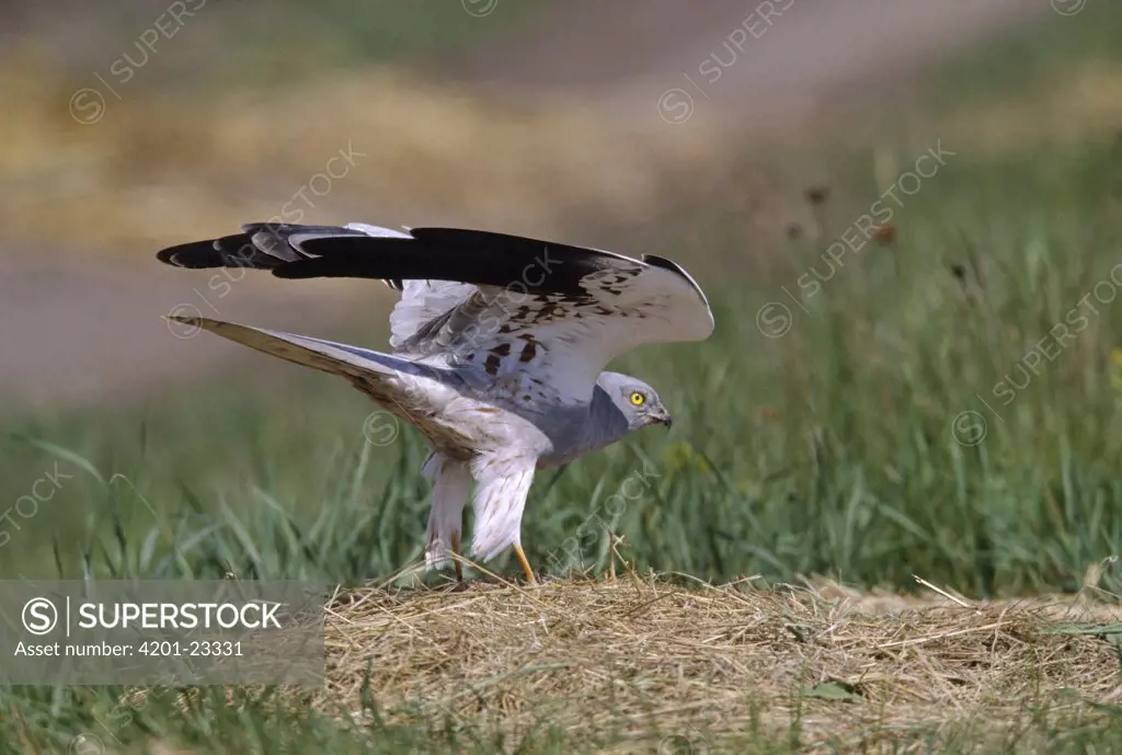 Montagu's Harrier (Circus pygargus) adult on ground with wings raised, Europe
