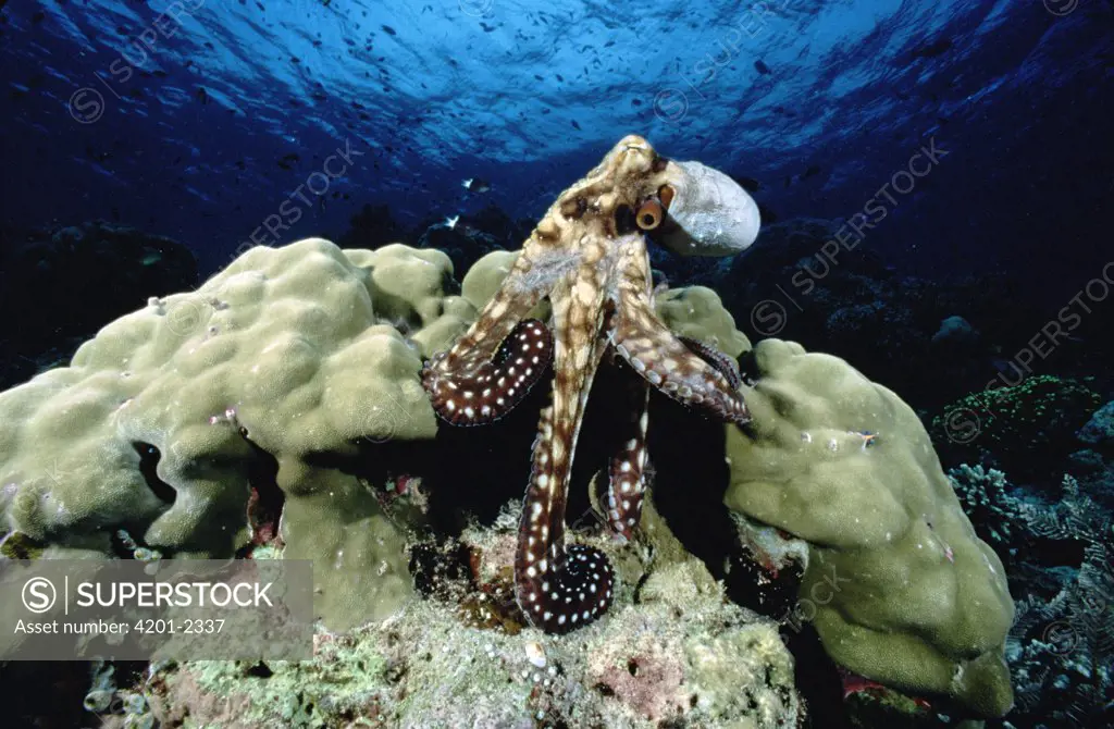 Reef Octopus (Octopus cyanea) portrait, Manado, North Sulawesi, Indonesia
