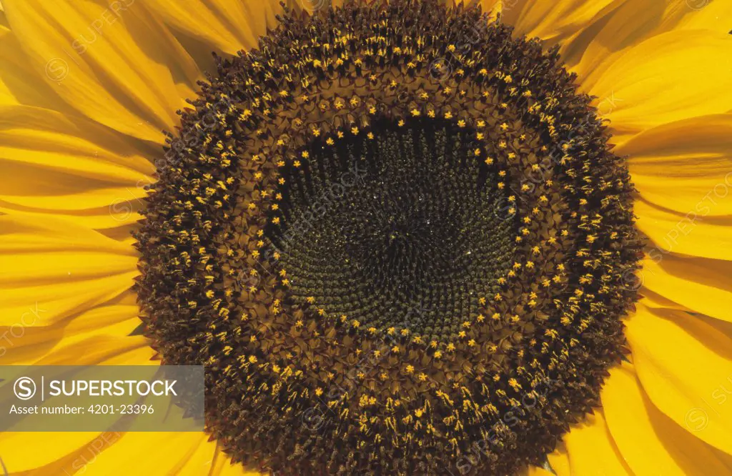 Common Sunflower (Helianthus annuus) close up of flower's center with seeds, North America and Europe