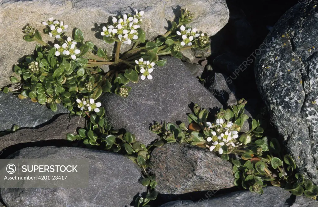 Common Scurvy Grass (Cochlearia officinalis) growing among rocks has enough vitamin c to prevent scurvy when no other sources are available, Europe and North America