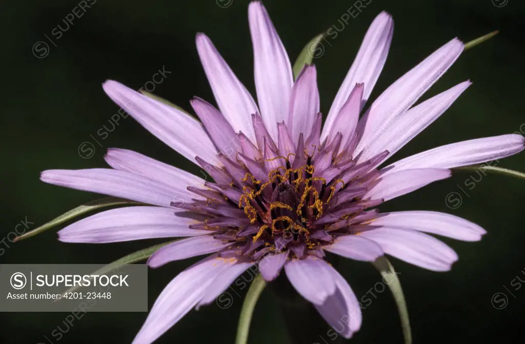 Salsify (Tragopogon porrifolius) close up of flower, roots are edible, Europe and North America