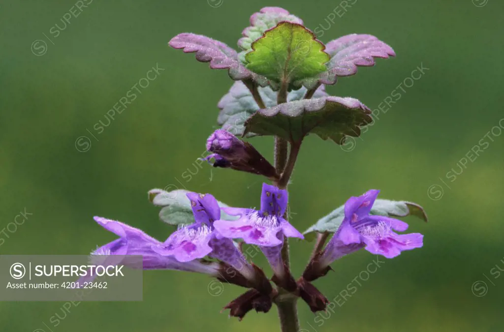 Creeping Charlie (Glechoma hederacea) close up of purple flowers, Europe and North America