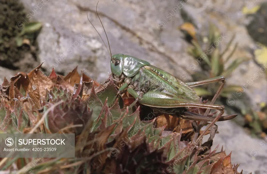 Wart-biter Cricket (Decticus verrucivorus) close up on plant, Europe