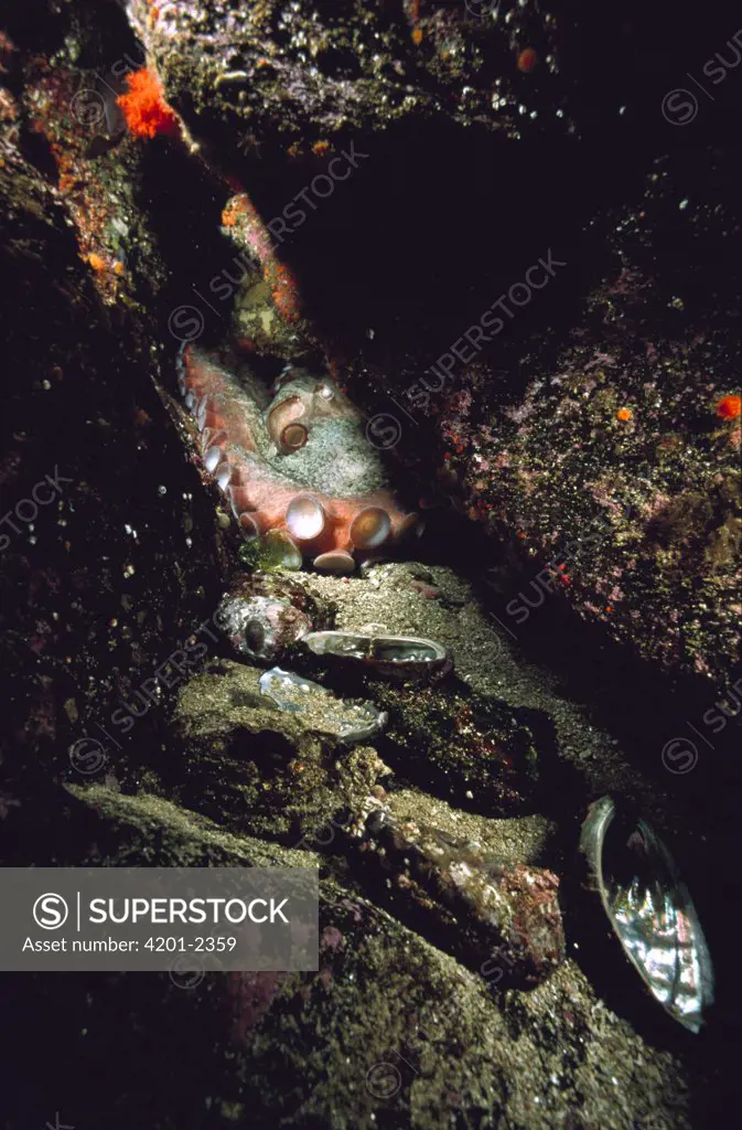 Pacific Giant Octopus (Octopus dofleini) entrance to den is littered with discarded Abalone shells from its previous meals, Hurst Island, Canada