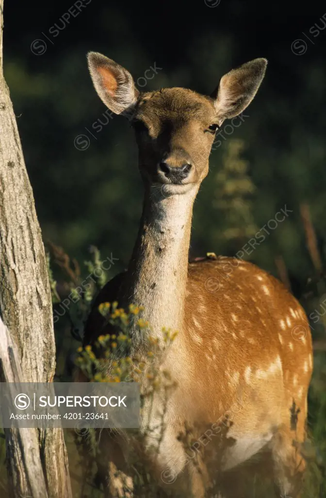 Fallow Deer (Dama dama) adult portrait, Europe
