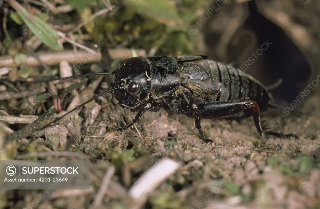 Field Cricket (Gryllus campestris) adult in the United Kingdom