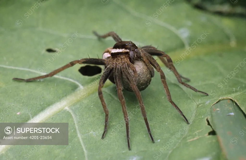 Raft Spider (Dolomedes fimbriatus) female carrying egg sac, Europe