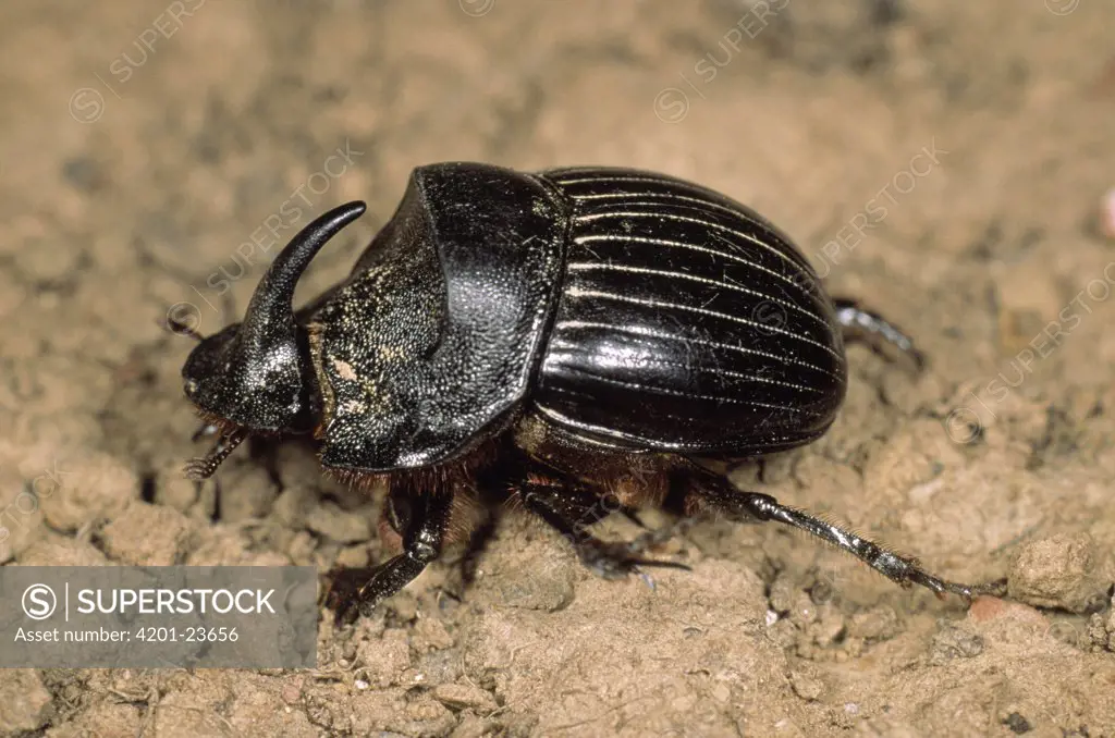 Horned Dung Beetle (Copris lunaris) portrait, Europe