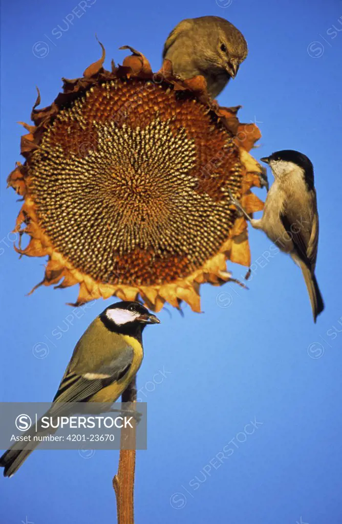European Greenfinch (Carduelis chloris) Marsh Tit (Parus palustris) and Great Tit (Parus major) foraging for sunflower seeds, Europe