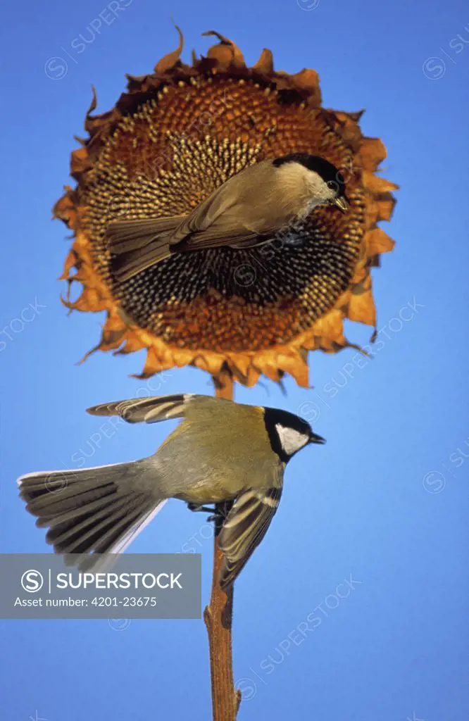 Marsh Tit (Parus palustris) and Great Tit (Parus major) foraging for Sunflower Seeds, Europe
