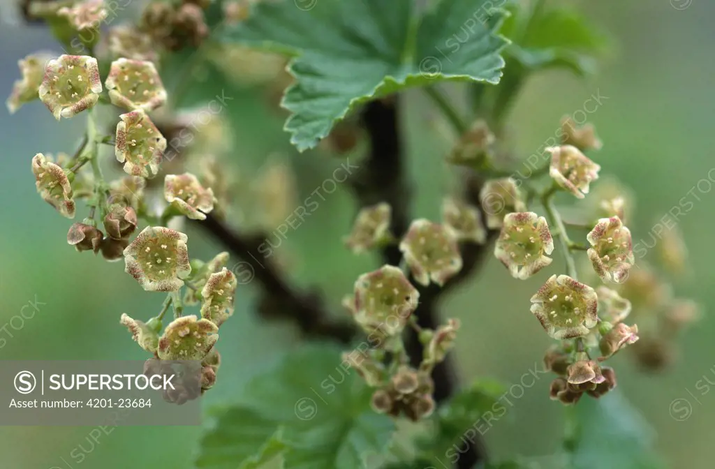 Currant (Ribes sp) flowers which will ripen into fruit, medicinal plant, Europe