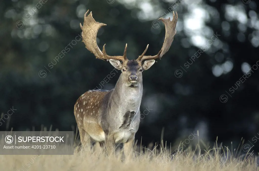 Fallow Deer (Dama dama) buck portrait, Europe