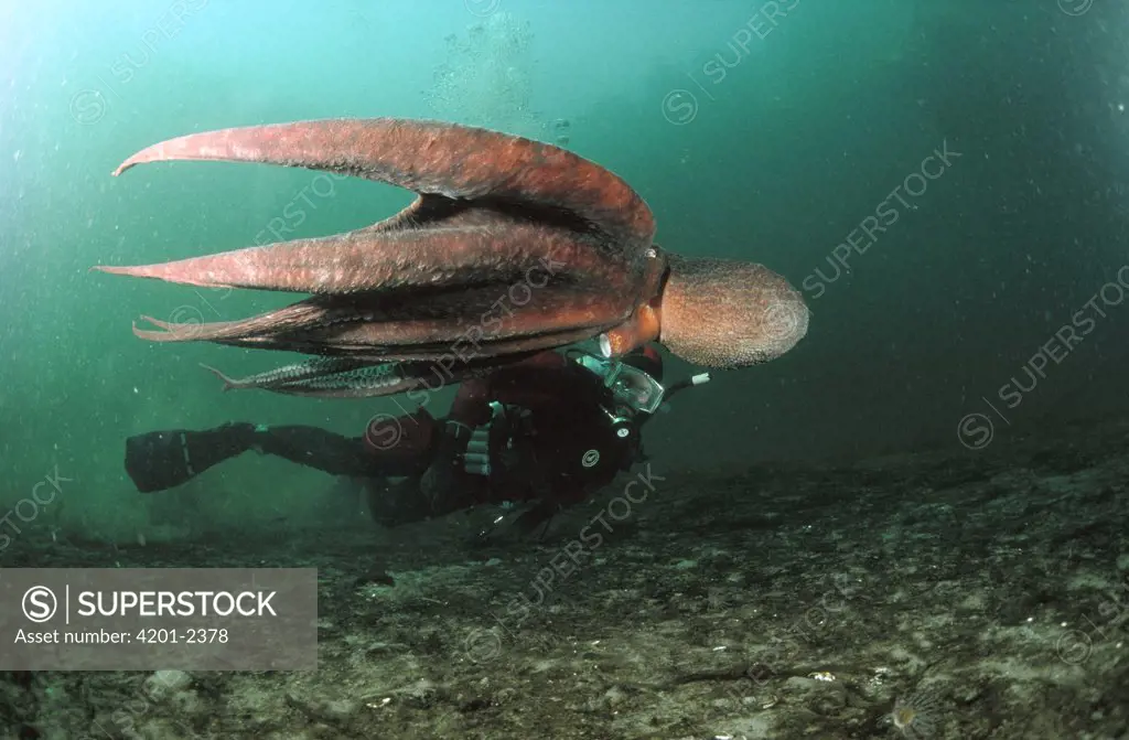 Pacific Giant Octopus (Octopus dofleini) swimming with diver, Quadra Island, British Columbia, Canada