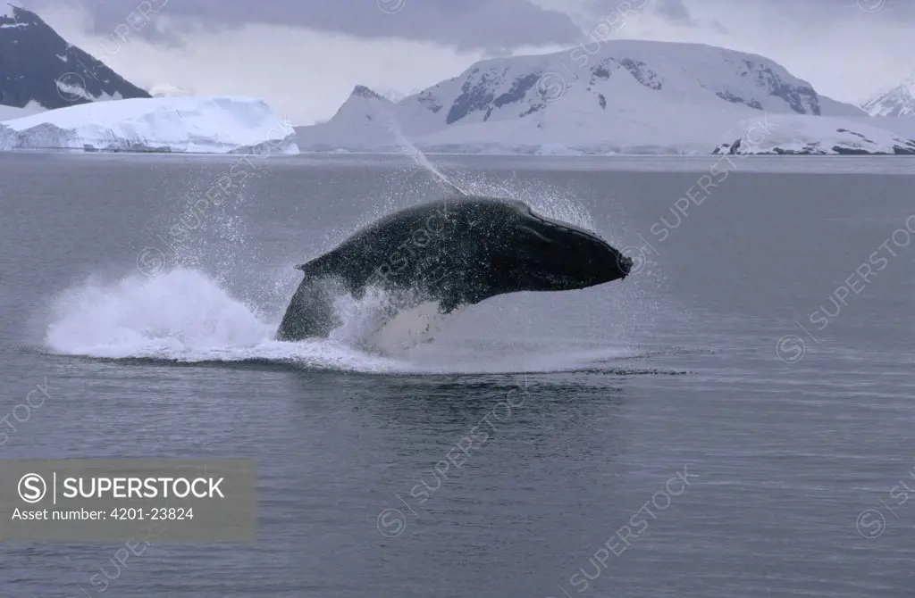 Humpback Whale (Megaptera novaeangliae) breaching, Antarctica