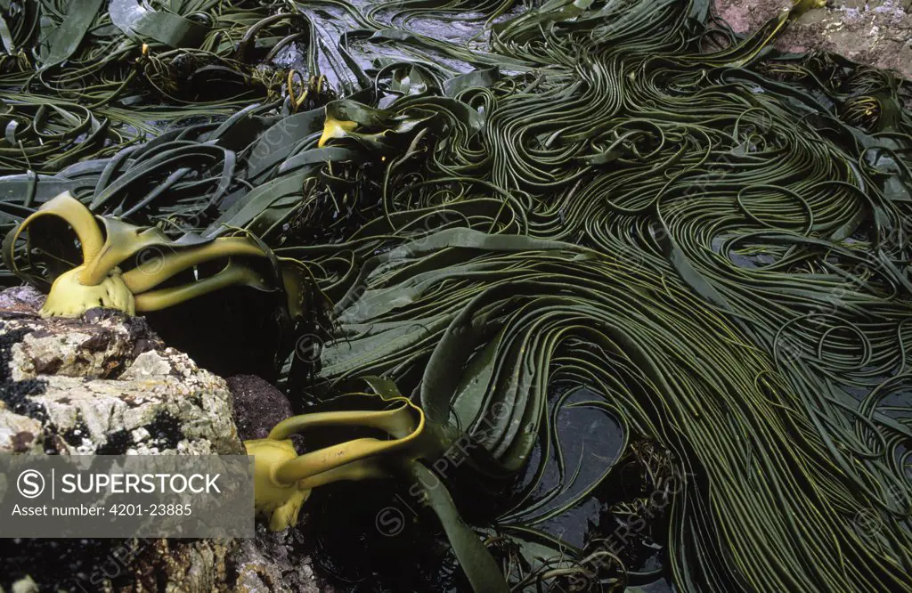 Kelp in tide pool, Cape Pembroke, East Falkland Islands