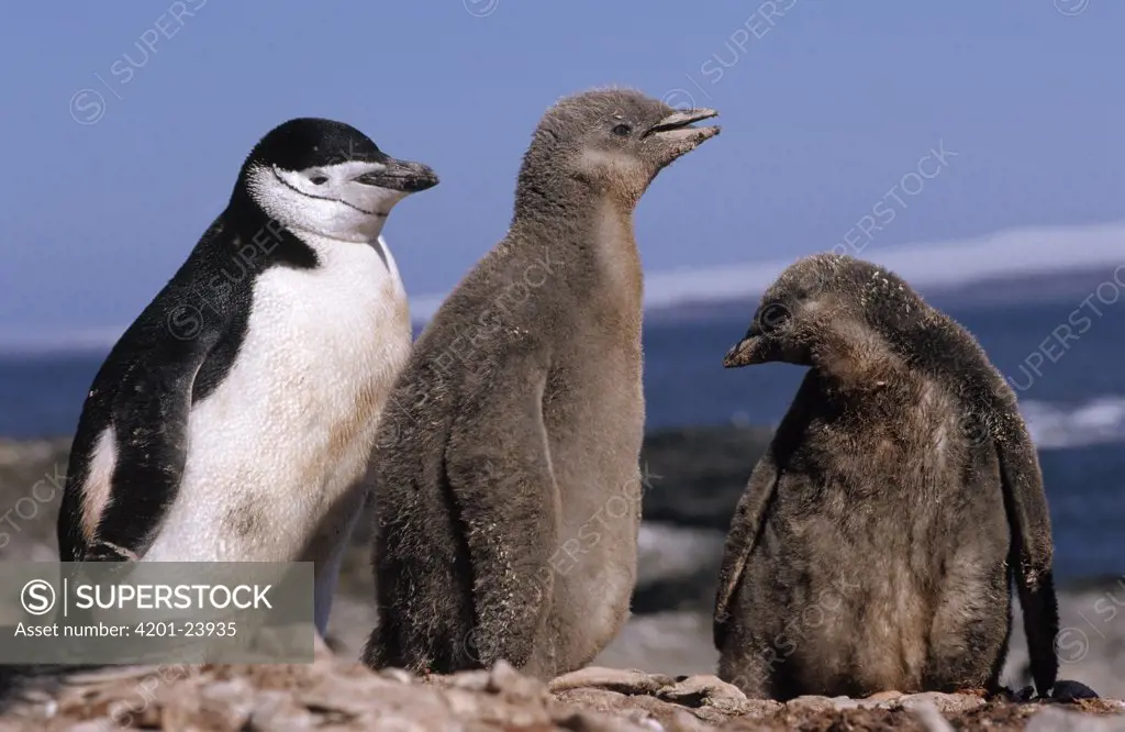 Chinstrap Penguin (Pygoscelis antarctica) adult with two older chicks, Antarctica