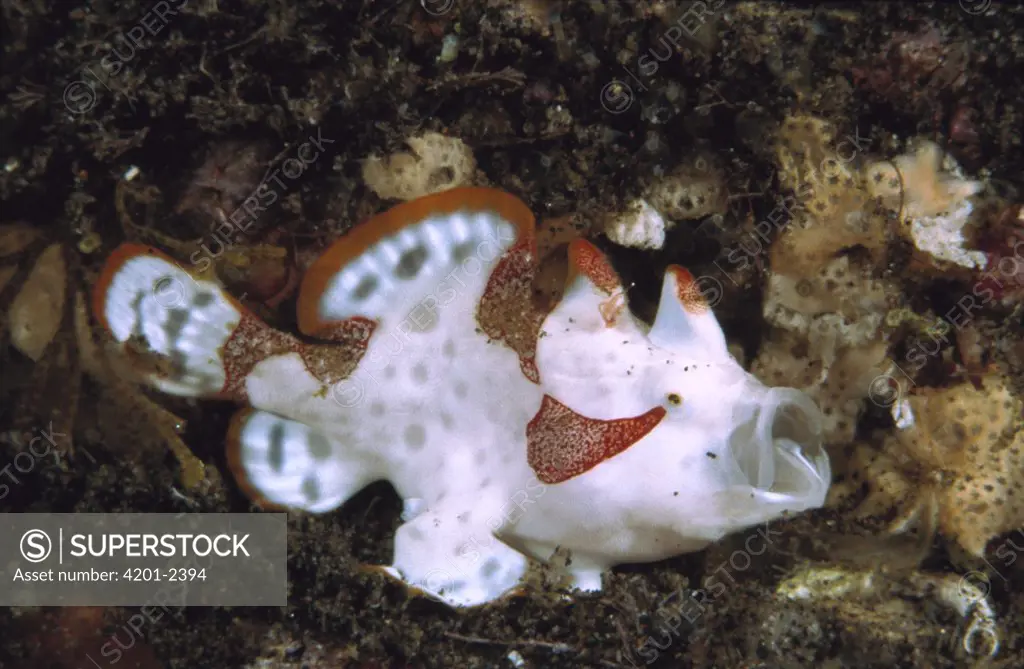 Warty Frogfish (Antennarius maculatus) with this red and white coloration, Milne Bay, Papua New Guinea