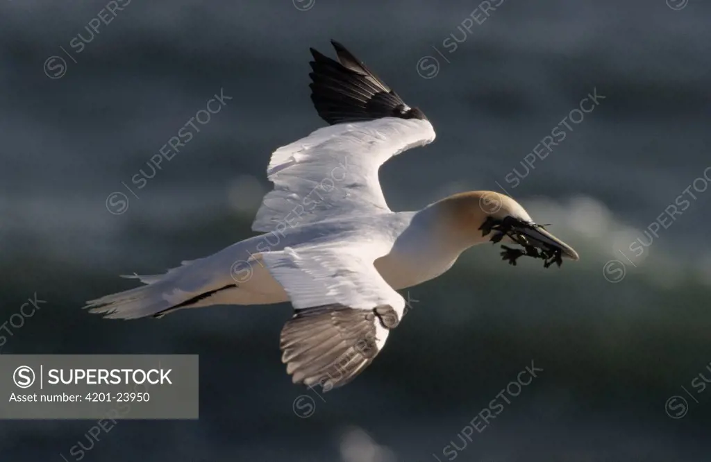 Northern Gannet (Morus bassanus) flying with nesting material, Canada