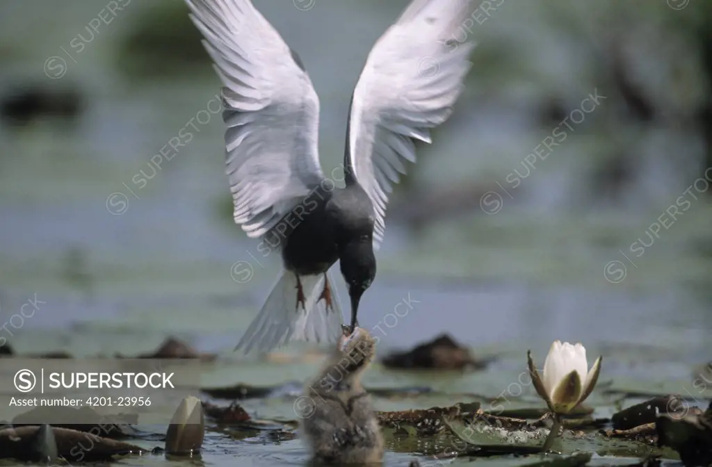 Black Tern (Chlidonias niger) parent feeding young amid lily pads while flying, Europe