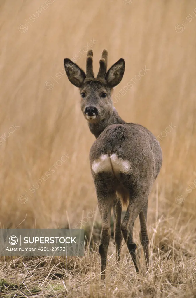 Western Roe Deer (Capreolus capreolus) adult looking back over its shoulder, Europe