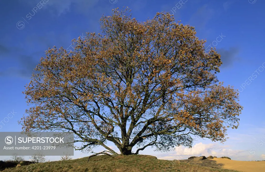 English Oak (Quercus robur) in autumn, Europe, Asia and north Africa introduced into North America
