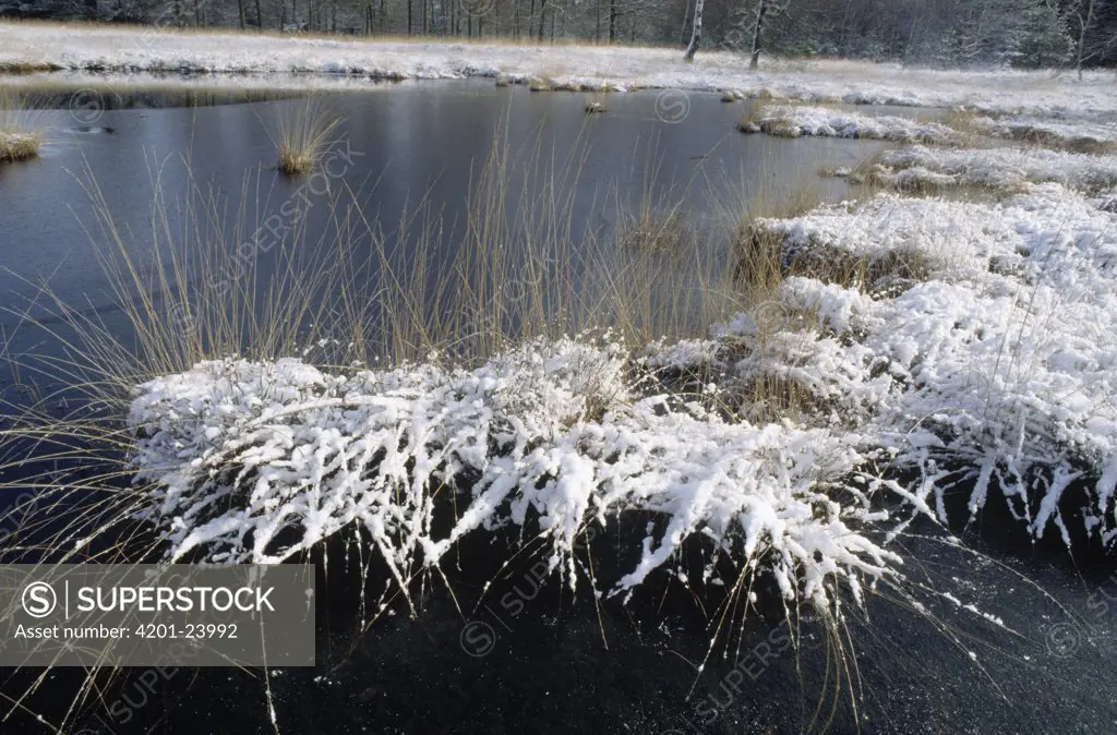 Snow-covered grasses in pond, Dwingelderveld National Park, Netherlands