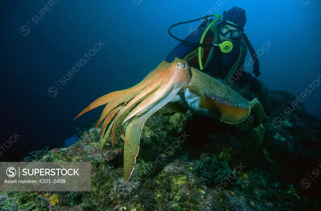 Australian Giant Cuttlefish (Sepia apama) swimming with diver watching, Jervis Bay, New South Wales, Australia