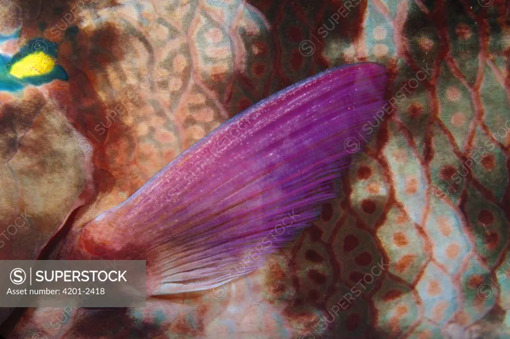Swarthy Parrotfish (Scarus niger) pectoral fin, Andaman Sea, Thailand