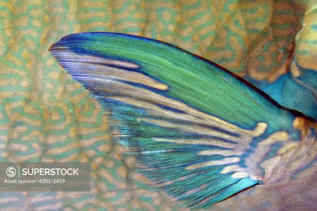 Blue-barred Parrotfish (Scarus ghobban) pectoral fin of a male as it sleeps on the reef at night, Andaman Sea, Thailand