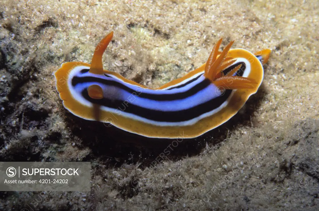 Pyjama Slug (Chromodoris quadricolor) underwater, Indonesia