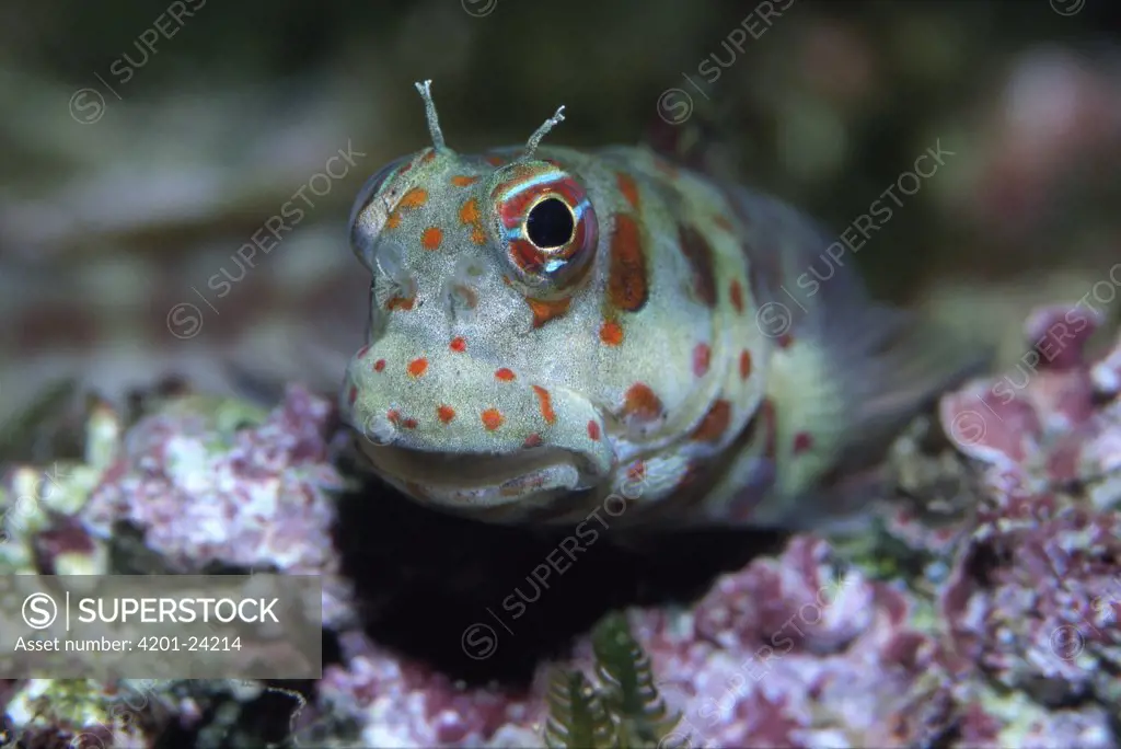 Goby (Gobiidae) portrait, Indonesia