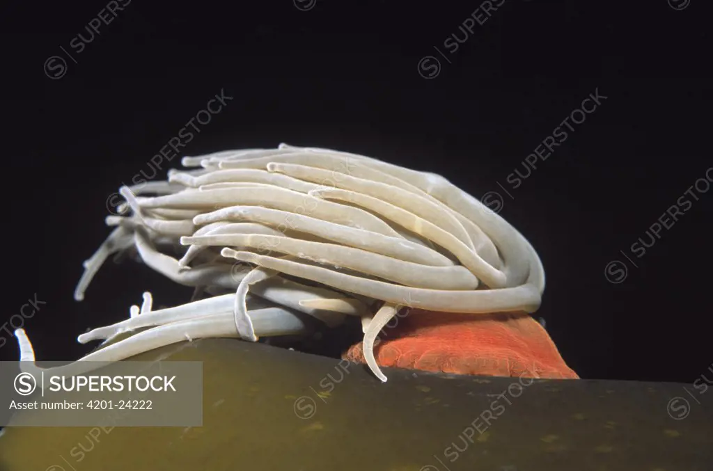 Snakelocks Anemone (Anemonia viridis) anchored to kelp with tentacles sifting food from water current, Europe
