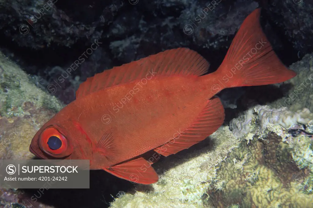 Red Bigeye (Priacanthus macracanthus) adult swimming underwater, Indonesia and Australia