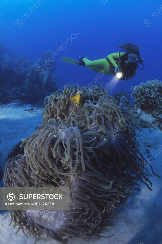 Scuba diver investigating the underwater world with a flashlight, Red Sea, Egypt