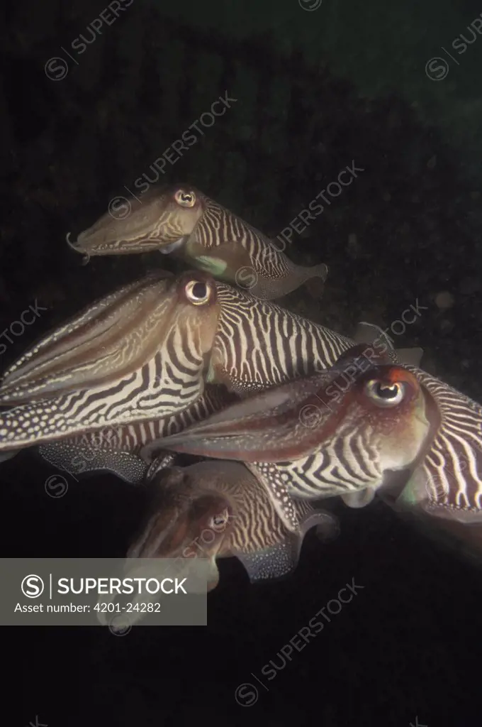 Common Cuttlefish (Sepia officinalis) group of four swimming underwater, Europe