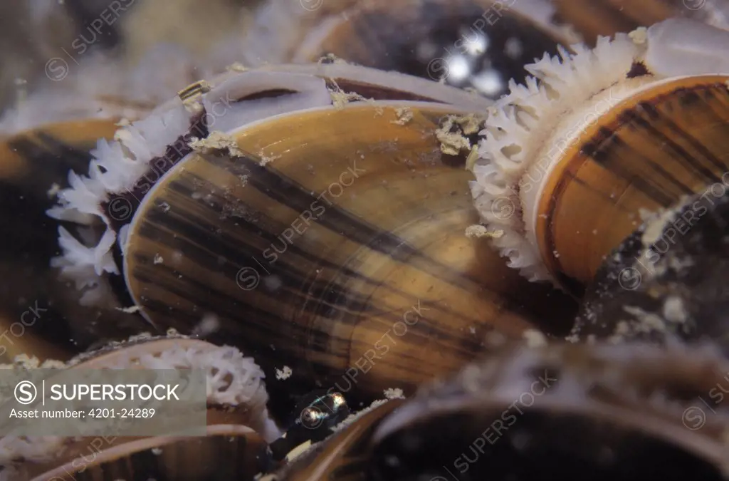 Blue Mussel (Mytilus edulis) close up of a group feeding in current, western Europe