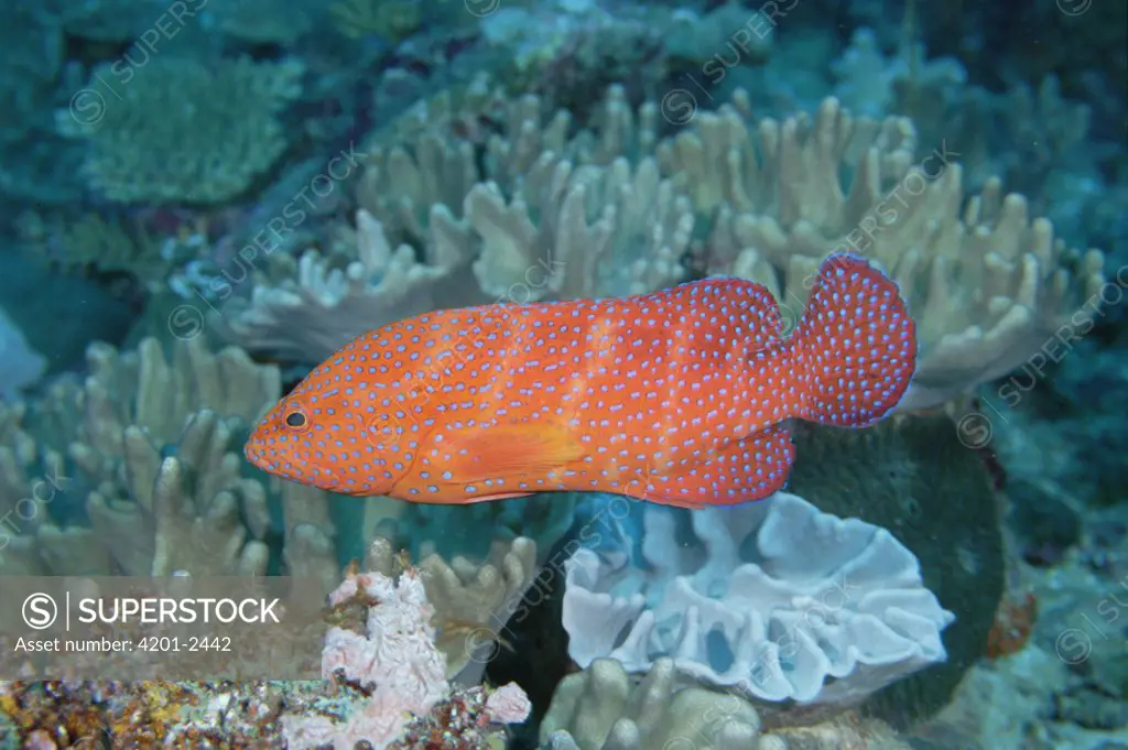 Coral Grouper (Cephalopholis miniata), Loloata Resort, Papua New Guinea