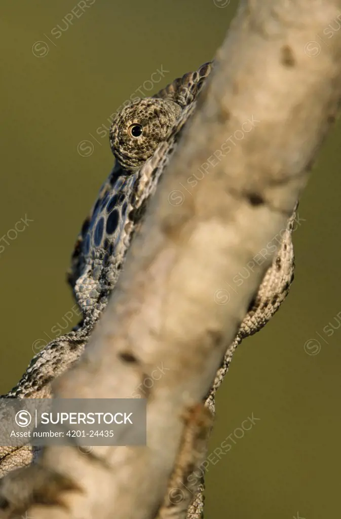 Spiny Chameleon (Chamaeleo verrucosus) detail of eye peering from behind branch, Madagascar