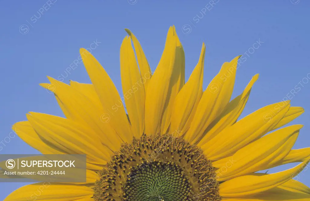 Common Sunflower (Helianthus annuus) close up of flower against blue sky, Europe