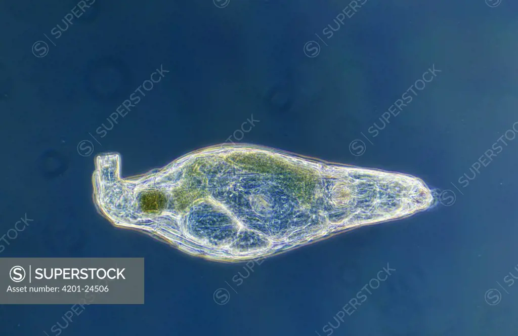 Rotifer (Rotaria rotatoria) a microscopically small animal with a length of 004 to 240 mm, waterborne and can inhabit highly acidic environments