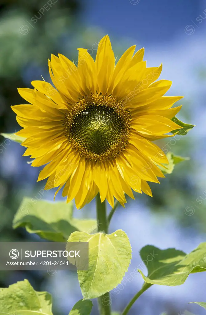 Common Sunflower (Helianthus annuus), North America and Europe