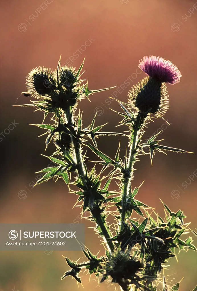 Common Thistle (Cirsium vulgare) backlit with buds and flower, Europe, introduced into North America where it is considered an invasive weed