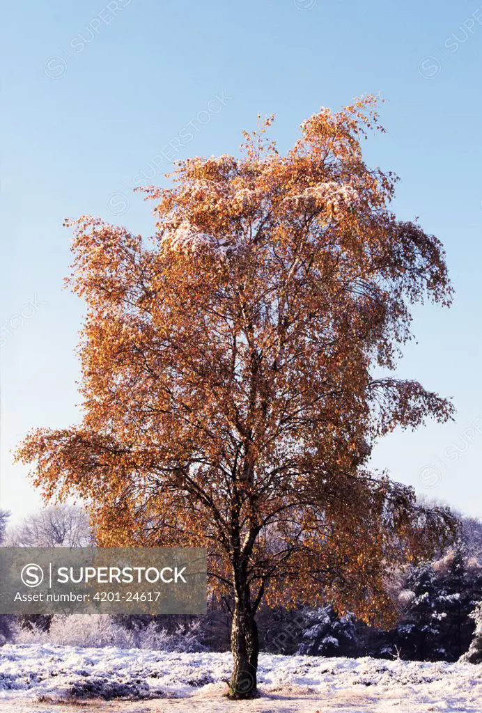 European White Birch (Betula pendula) tree in fall in frost-covered landscape, Europe